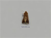 藏品(夜蛾320)的圖片